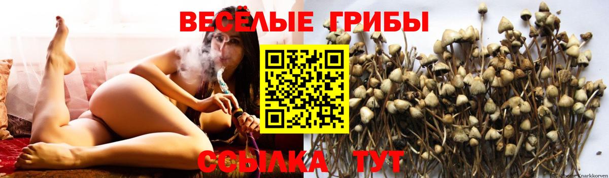 Псилоцибиновые грибы прущие грибы  Вход с VPN  Нижнеудинск 